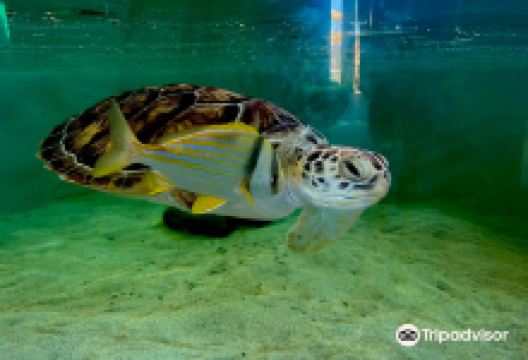 Sea Turtle, Inc.景点图片