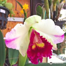 Marvellous Orchid-比勒陀利亚