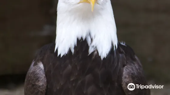 Cotswold Falconry Centre