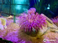 Shreveport Aquarium-博西尔城