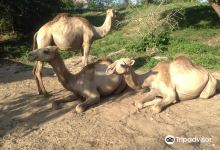 Zanzibar Land Animal Park (ZALA)景点图片
