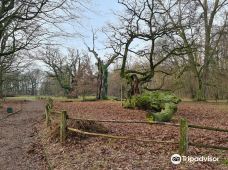 Rogalin Landscape Park-伯灵顿