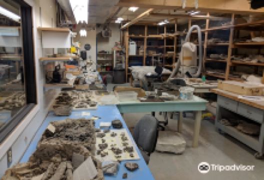 Canadian Fossil Discovery Centre景点图片