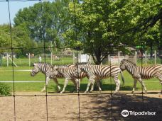 Twycross Zoo-阿瑟斯通