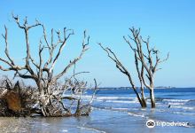 Botany Bay Plantation Heritage Preserve/Wildlife Management Area景点图片