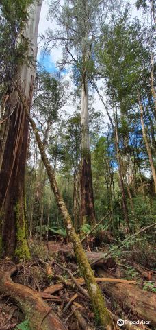 Tall Trees Walk-Mount Field