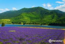 金山湖森林公园景点图片