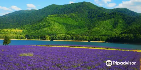 金山湖森林公園
