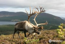Cairngorm Herd景点图片