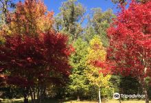 Hogsback Arboretum景点图片