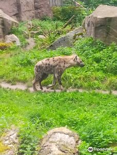 Chemnitz Zoo-开姆尼茨