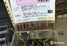 大和市自然観察センター・しらかしのいえ景点图片