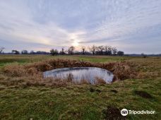 Rogalin Landscape Park-伯灵顿