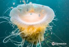 Bocas Diving Pirates购物图片