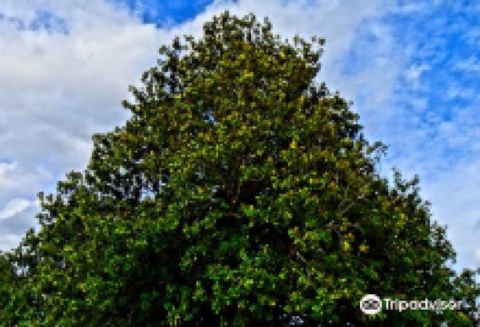 Friendship Cemetery景点图片