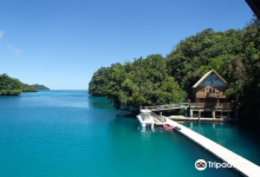 Dolphins Pacific景点图片