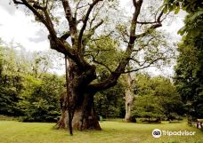 Rogalin Landscape Park-伯灵顿