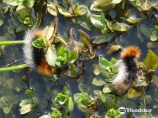 Jackson-Frazier Wetlands-本顿县