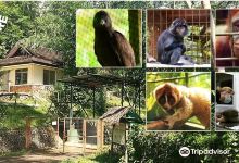 Cikananga Wildlife Center景点图片