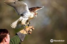 Haven Falconry-Havenstreet and Ashey