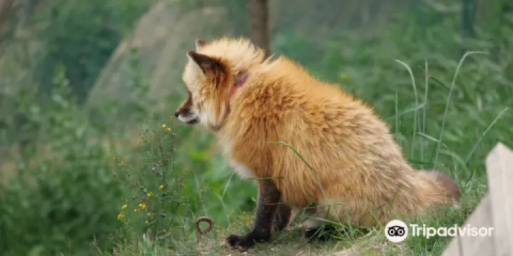 狐狸生態觀察院