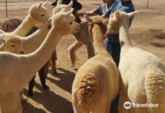 Sundancer Alpacas LLC景点图片