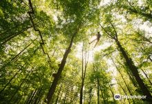 Go Ape Treetop Adventure Course景点图片
