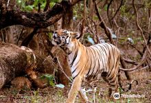 Tadoba-Andhari Tiger Reserve景点图片