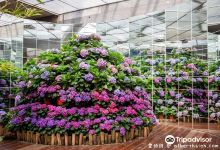 Hua Lou Farm景点图片