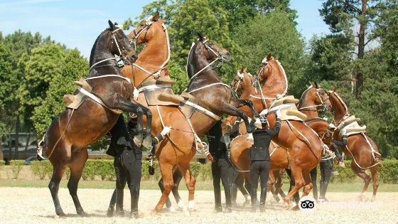索米爾國家馬術學校