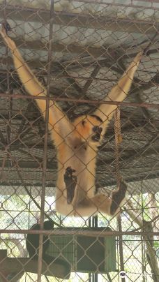 Dong Tam Snake Farm-周城县