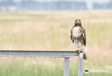 Camas National Wildlife Refuge景点图片
