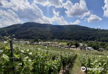 Weingut Kaess景点图片