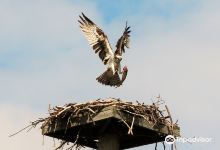 Edith G. Read Natural Park and Wildlife Sanctuary景点图片