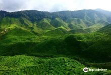 Jungle Trail 2景点图片