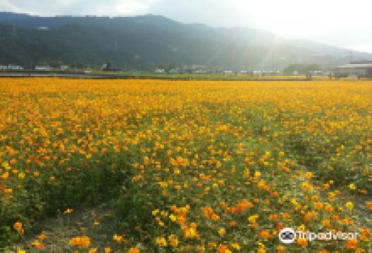 三星花海景点图片