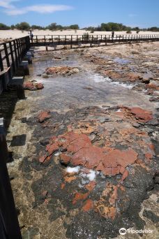 Hamelin Pool Marine Nature Reserve-德纳姆