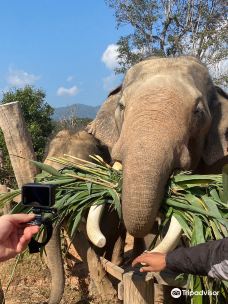 Elephant Freedom Village-Mae Win