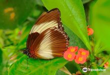 The Butterfly House景点图片