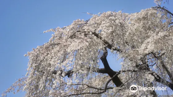 Harama no Itozakura