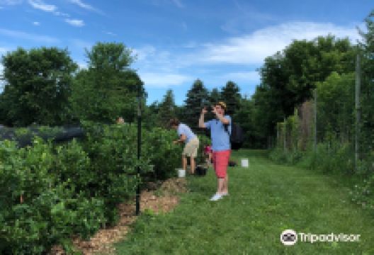 Blueberry Fields of Stillwater景点图片