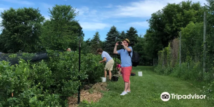 Blueberry Fields of Stillwater