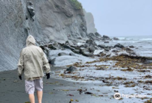 Fossil Beach景点图片