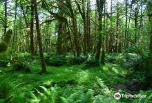 Quinault Rain Forest景点图片