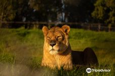Lionsrock Big Cat Sanctuary-伯利恒