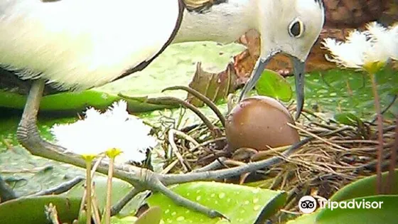 Jacana Ecology Education Park