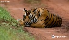 Tiger Safari India-西北德里