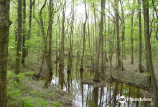 Congaree Creek Heritage Preserve景点图片