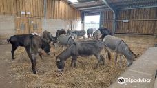 Isle Of Wight Donkey Sanctuary-戈兹希尔