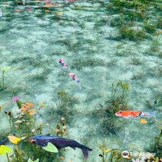 Monet’s Pond-关市